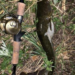 数年ぶりの淡水魚