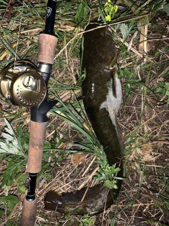 数年ぶりの淡水魚