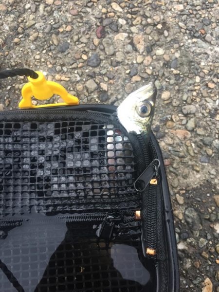 遠征アジング 二日目