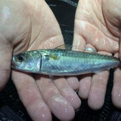 メバルが釣れだしたと聞いて。