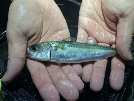 メバルが釣れだしたと聞いて。