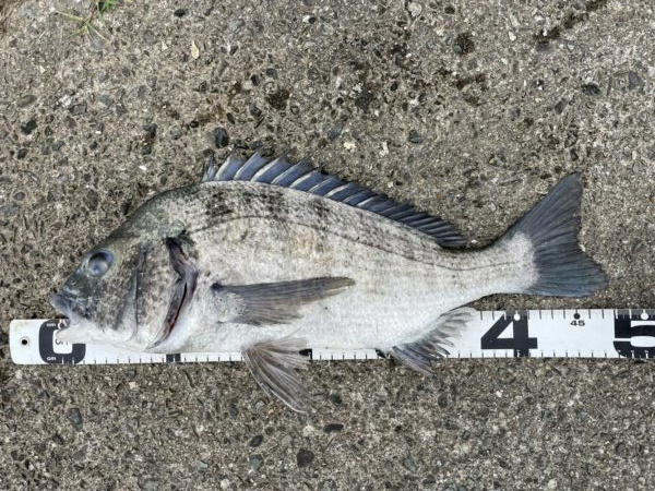 イチノ兄弟、釣果!