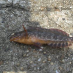 アイナメ大きいのいたぞ！