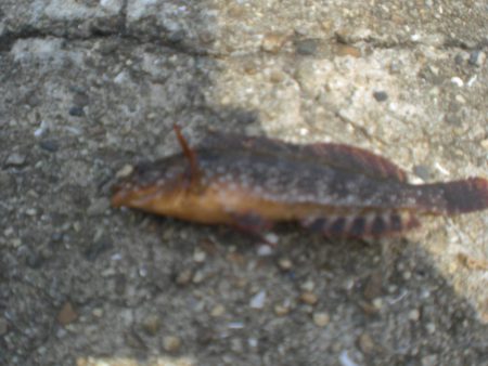 アイナメ大きいのいたぞ！