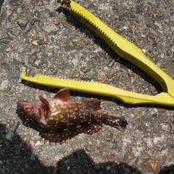 アイナメ求めて