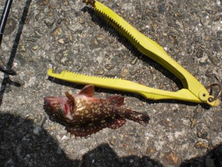 アイナメ求めて