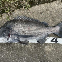 イチノ兄弟、釣果!