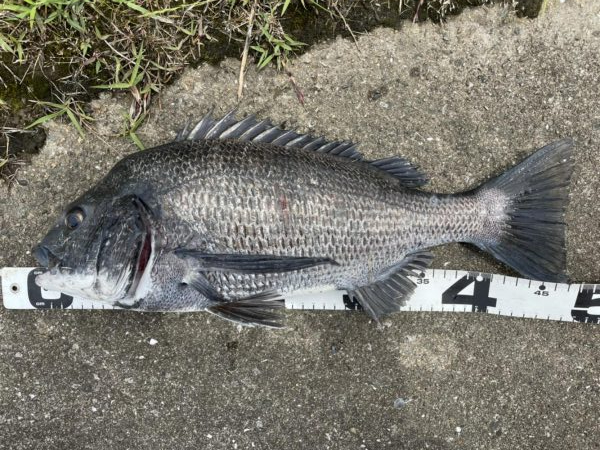 イチノ兄弟、釣果!