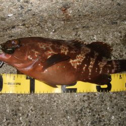 ロックフィッシュ調査