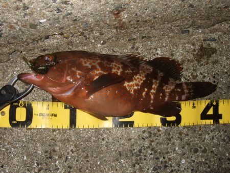 ロックフィッシュ調査