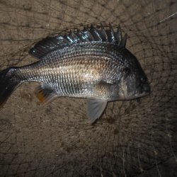 再びバチパターン調査