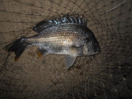 再びバチパターン調査