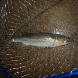 雨後のバチパターン調査