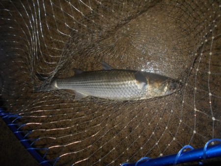 雨後のバチパターン調査