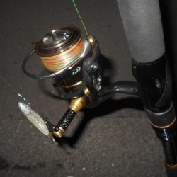 ドブ川のキビレ