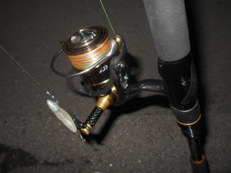 ドブ川のキビレ