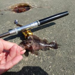 久しぶりの穴釣