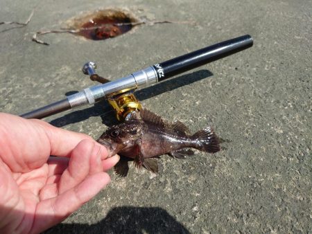 久しぶりの穴釣