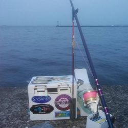 15時から播磨新島のキス調査