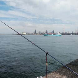 小型キス主体となった播磨新島