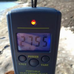 アオリイカを求めて