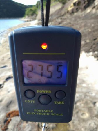 アオリイカを求めて