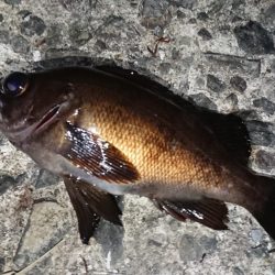 グーグーイシモチ