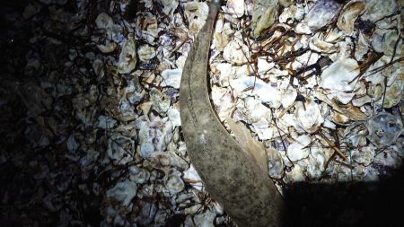 久しぶりの橋立