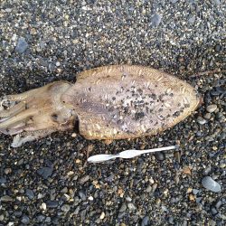 サーフでカミナリさん