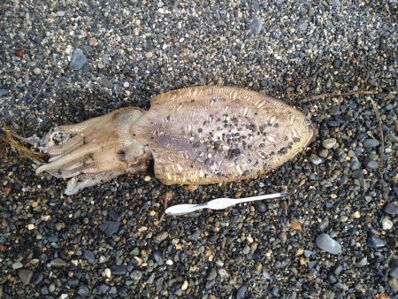 サーフでカミナリさん