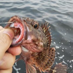 タコ2、ガシラ10