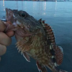 シーバス1、タコ2、ガシラ3