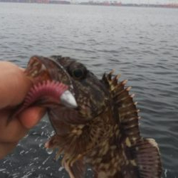 ガシラ12(～29.5cm!) 小サバ1