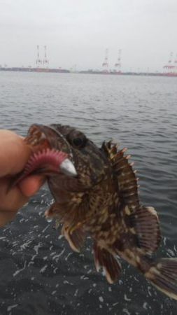 ガシラ12(～29.5cm!) 小サバ1