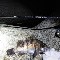 雨前にメバリング