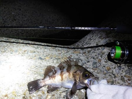 雨前にメバリング