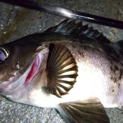 梅雨メバリング　外道のオンパレード