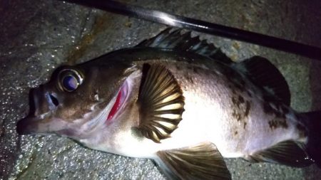 梅雨メバリング　外道のオンパレード