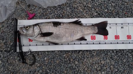 やっと釣れたー!