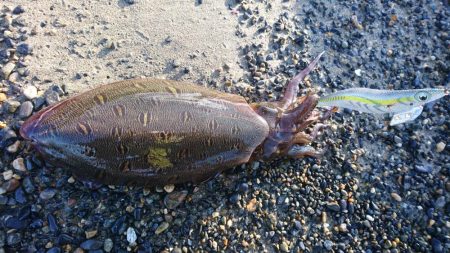 サーフでモンゴウ時合い