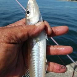 播磨新島のキス調査