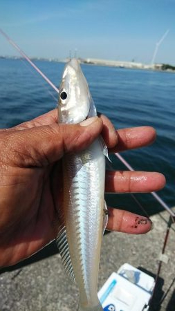 播磨新島のキス調査