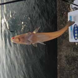 時合いを捉えるのが難しい