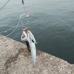 朝から播磨新島のキス調査