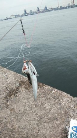 朝から播磨新島のキス調査