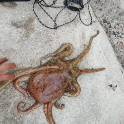 僅かな時合いを捉える事が出来ました