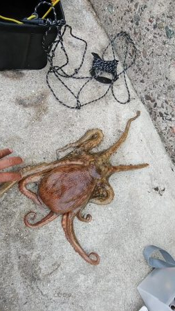 僅かな時合いを捉える事が出来ました