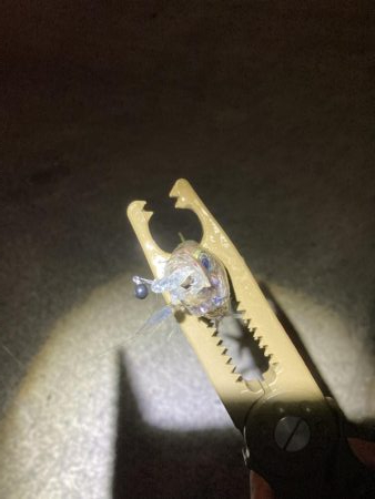 エギング、ライトゲーム