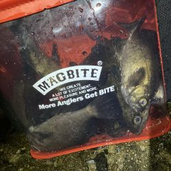 爆釣梅雨メバリング