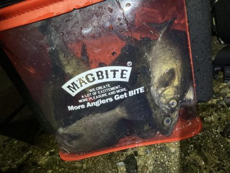 爆釣梅雨メバリング